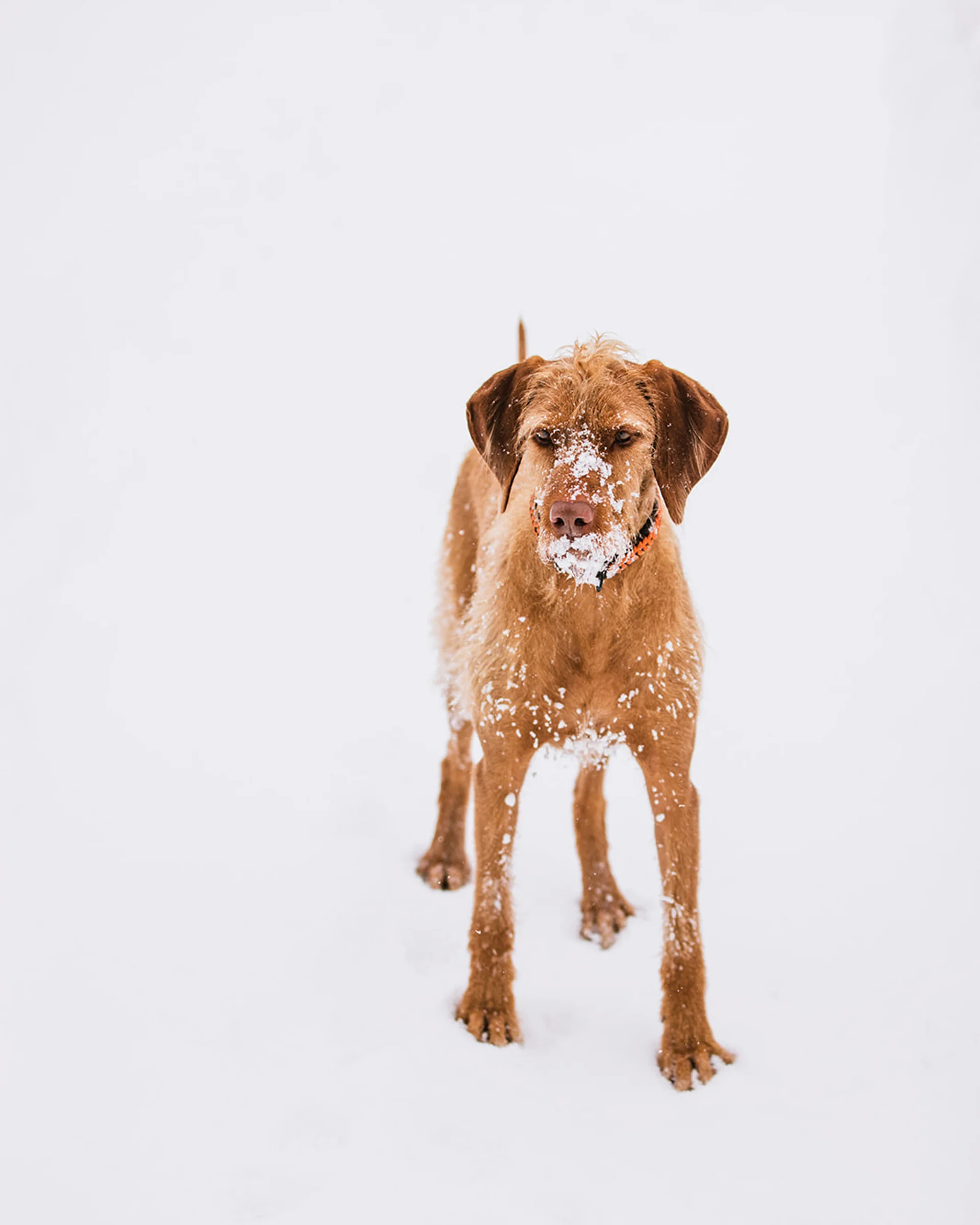 Brauner Hund mit Schnee im Fell steht auf weißem Schnee