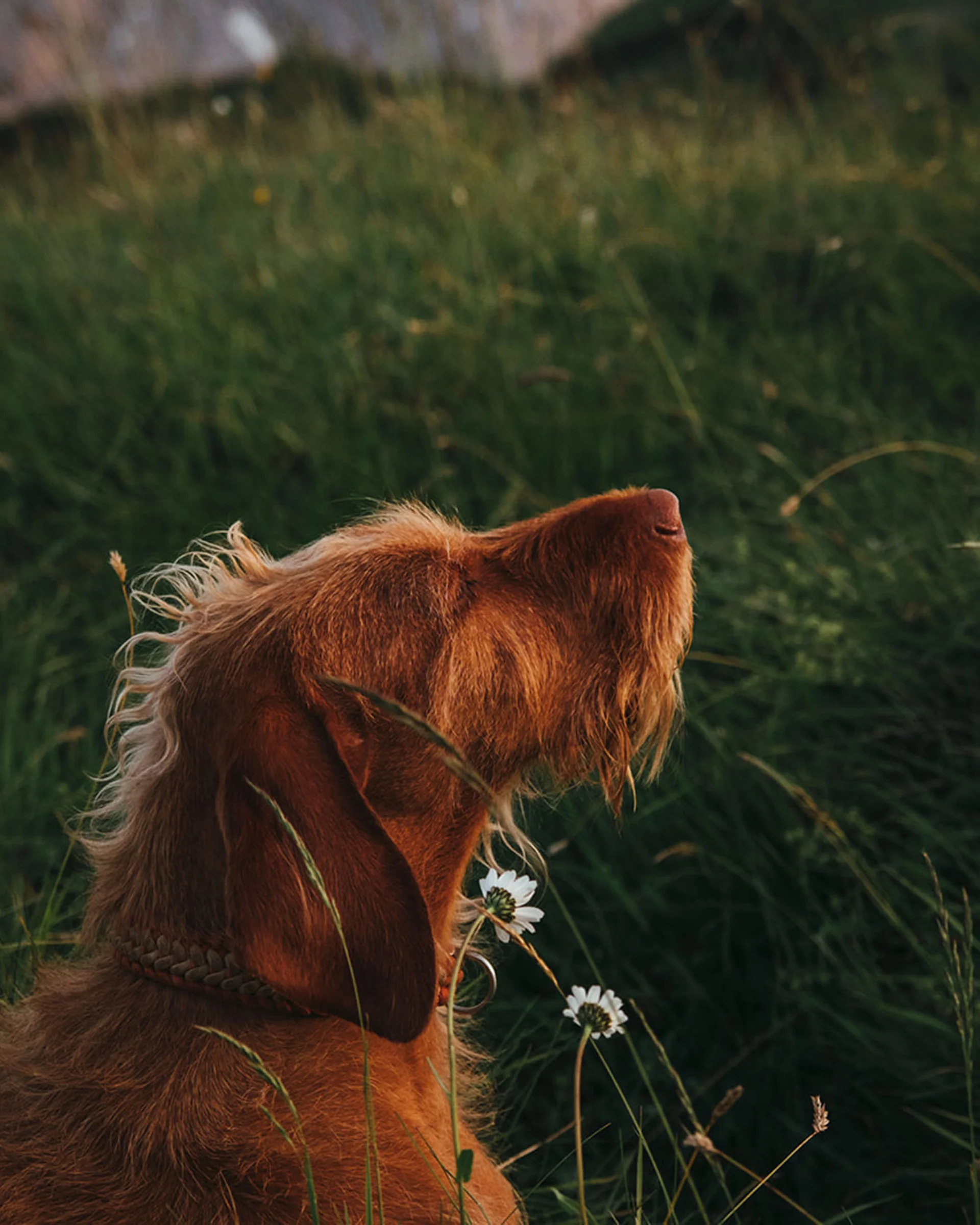 Brauner Hund sitzt im Gras und schaut nach oben