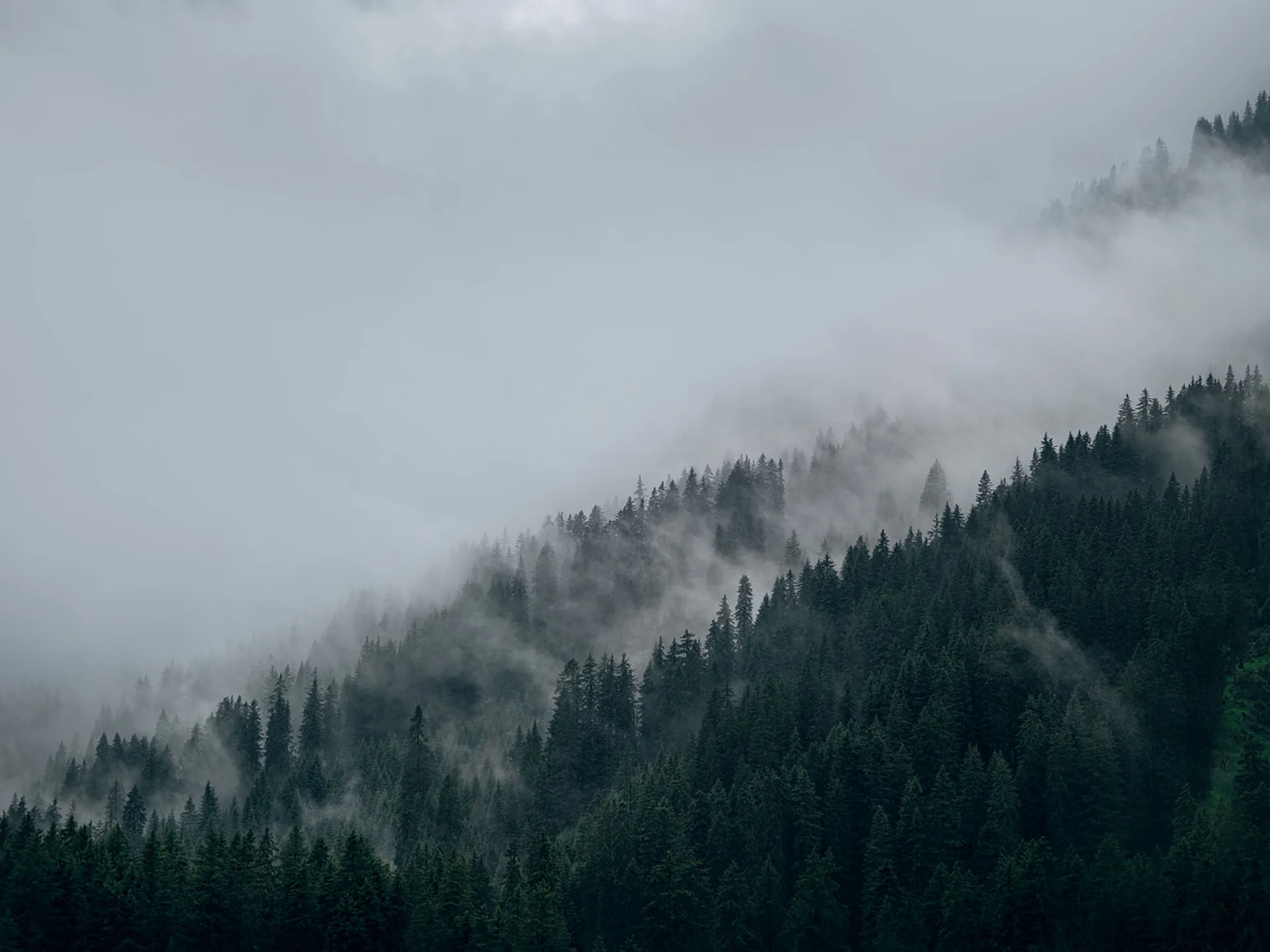 Mist rolling over dense pine forest on a mountain slope