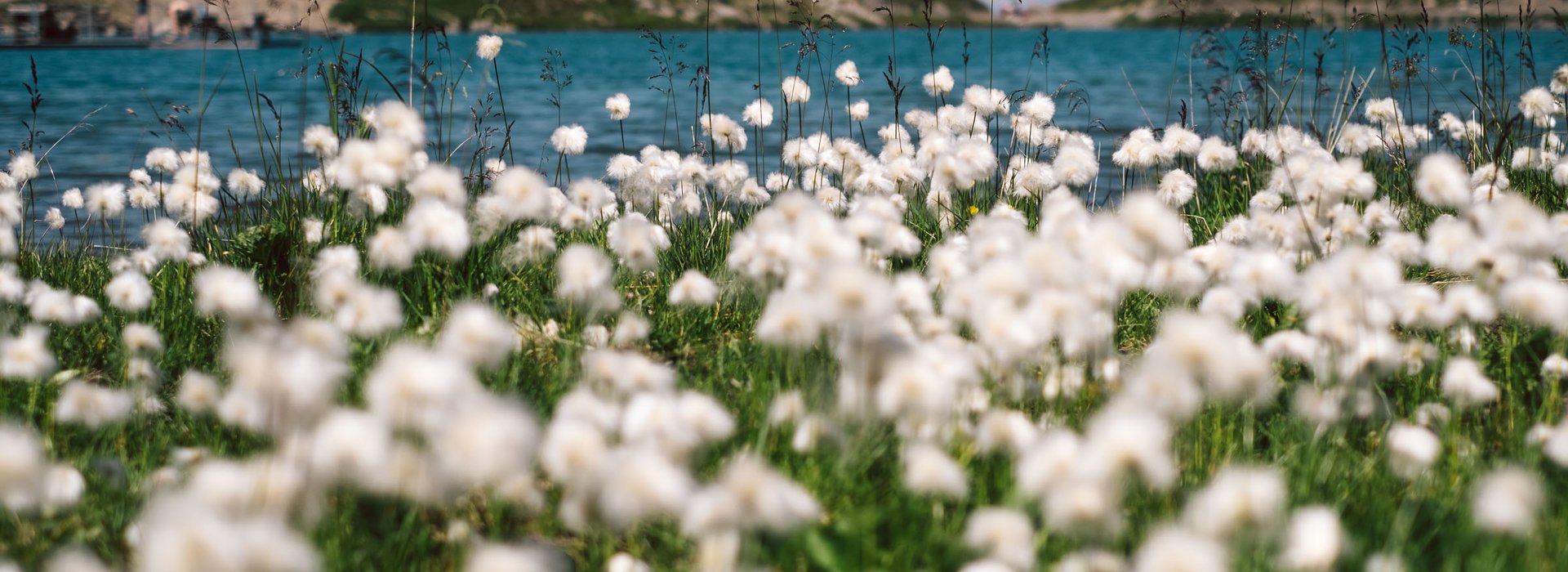 Ausblick auf eine weiße Blumenwiese mit dem Zürsersee im Hintergrund.