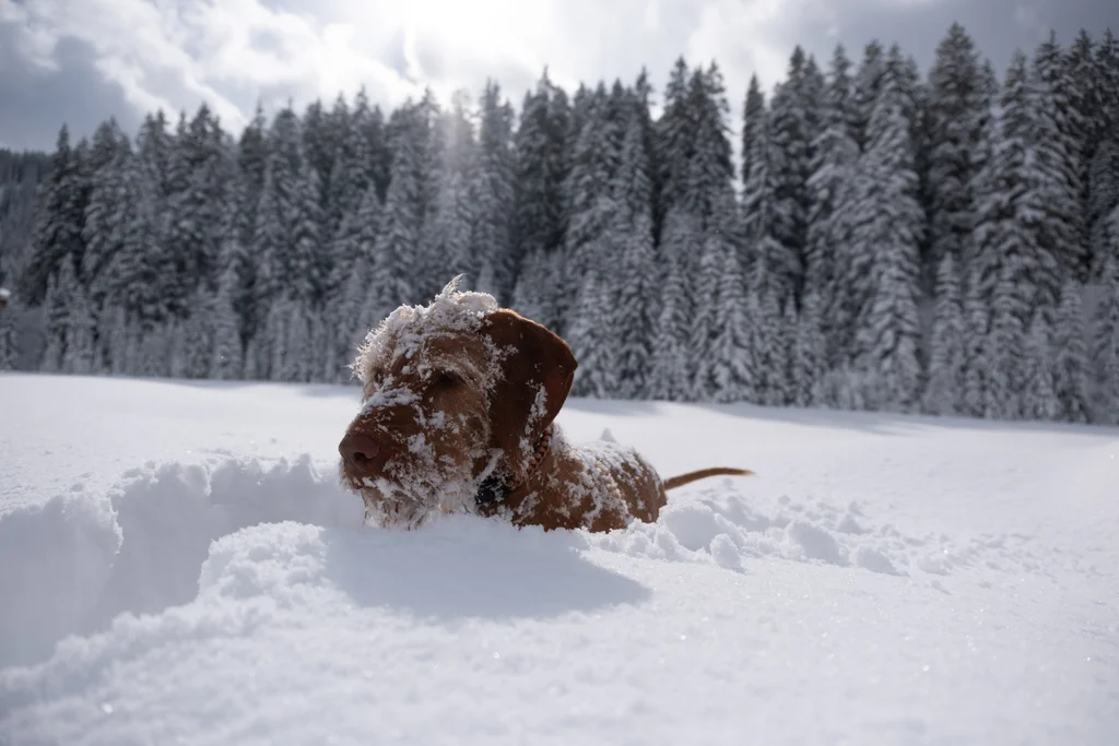 Brauner Hund mit Schnee bedeckt in verschneiter Winterlandschaft