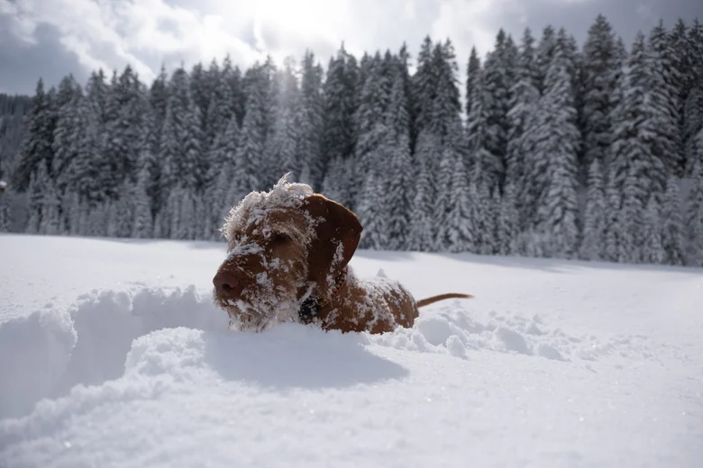 Brauner Hund mit Schnee bedeckt in verschneiter Winterlandschaft
