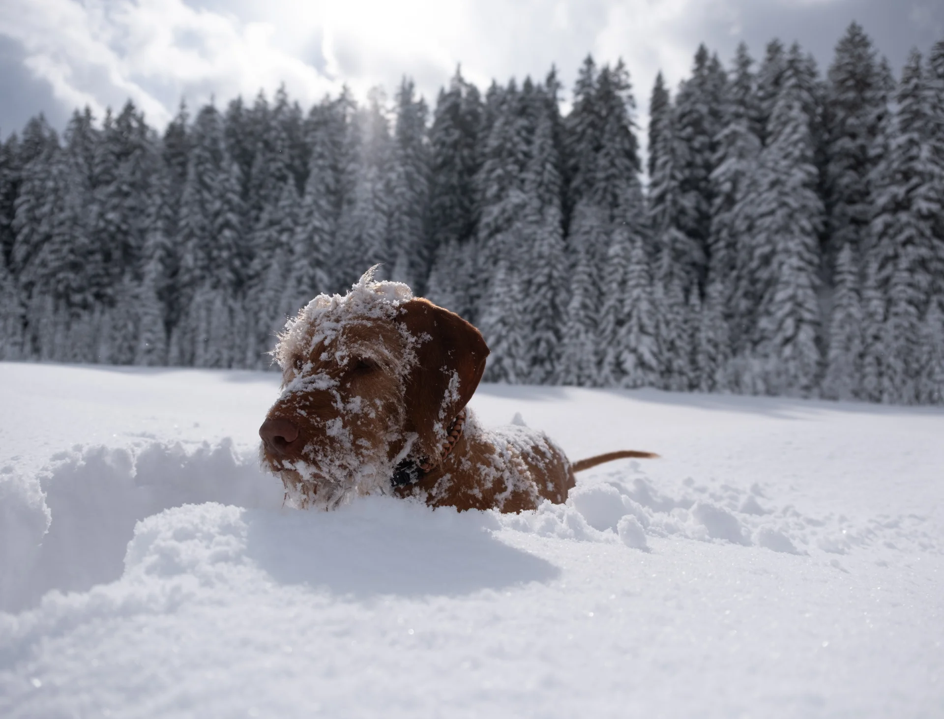 Brauner Hund mit Schnee bedeckt in verschneiter Winterlandschaft