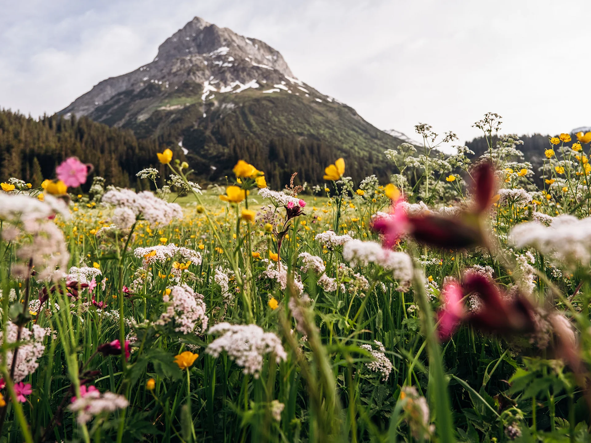 Wildflower meadow with colorful flowers and mountain in background