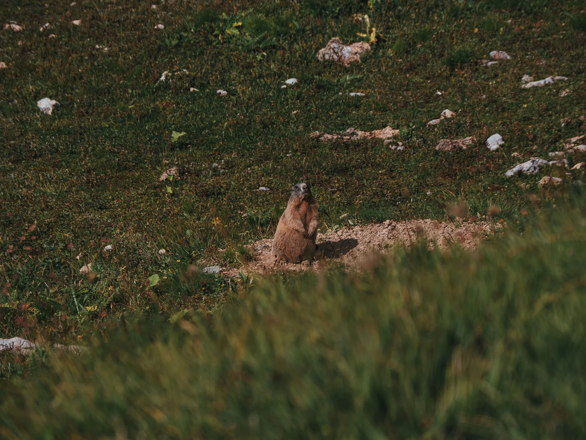 Marmot standing upright on a grassy field with rocks