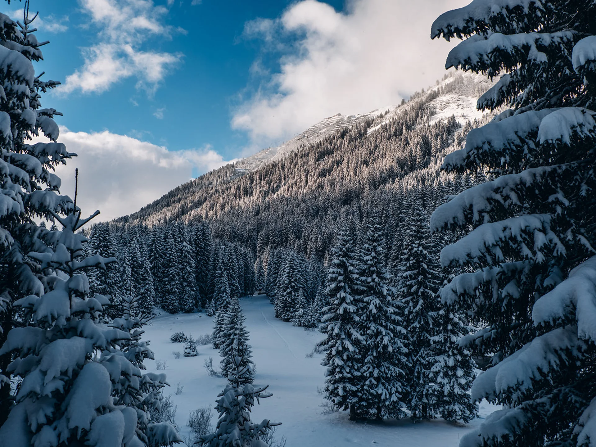 Snow-covered pine forest with mountain and blue sky