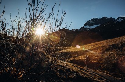 Ein Strauch auf einem Berghang mit der Sonne im Hintergrund
