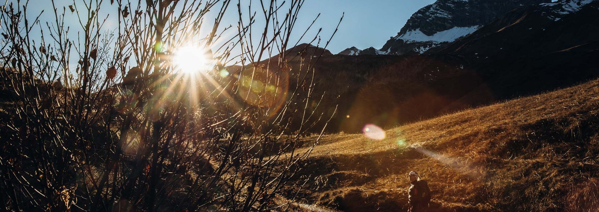 Ein Strauch auf einem Berghang mit der Sonne im Hintergrund