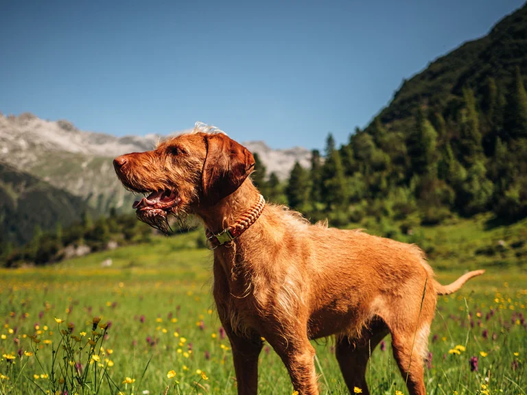 Brauner Hund steht auf blumiger Wiese vor Bergkulisse bei klarem Himmel
