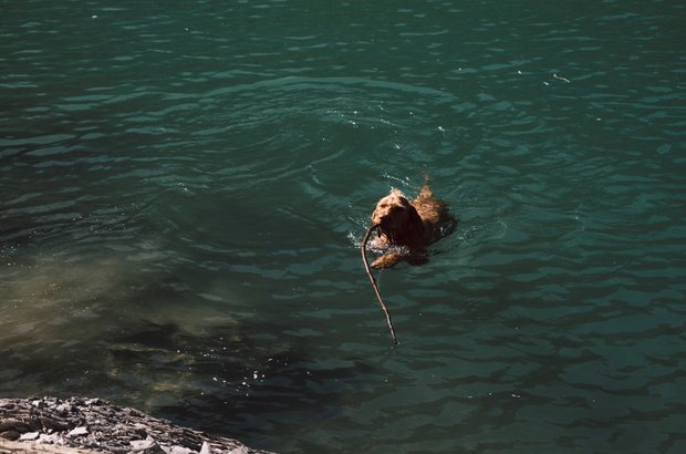 Hund schwimmt im Wasser