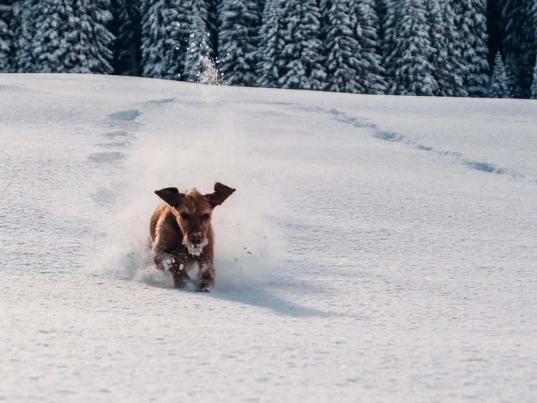 A dog-friendly hotel in Austria: Hotel Aurora Dog running fast through fresh snow with snowy trees in background