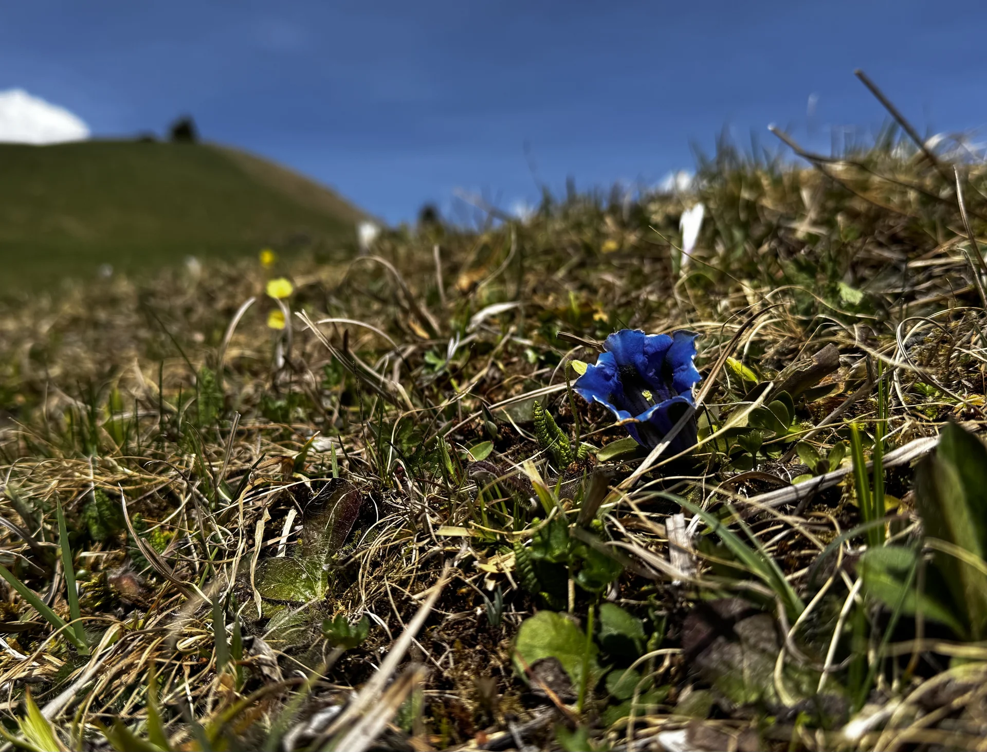 Enzian im Frühling