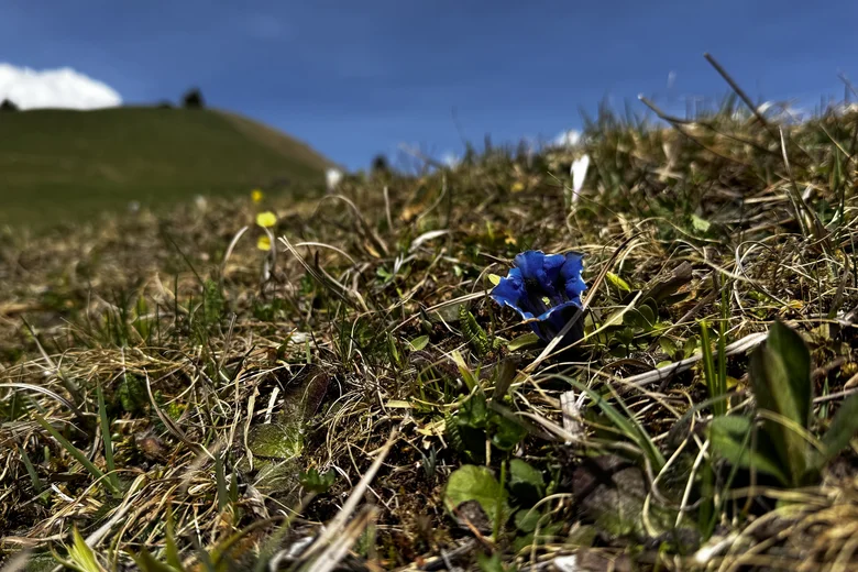 Enzian im Frühling