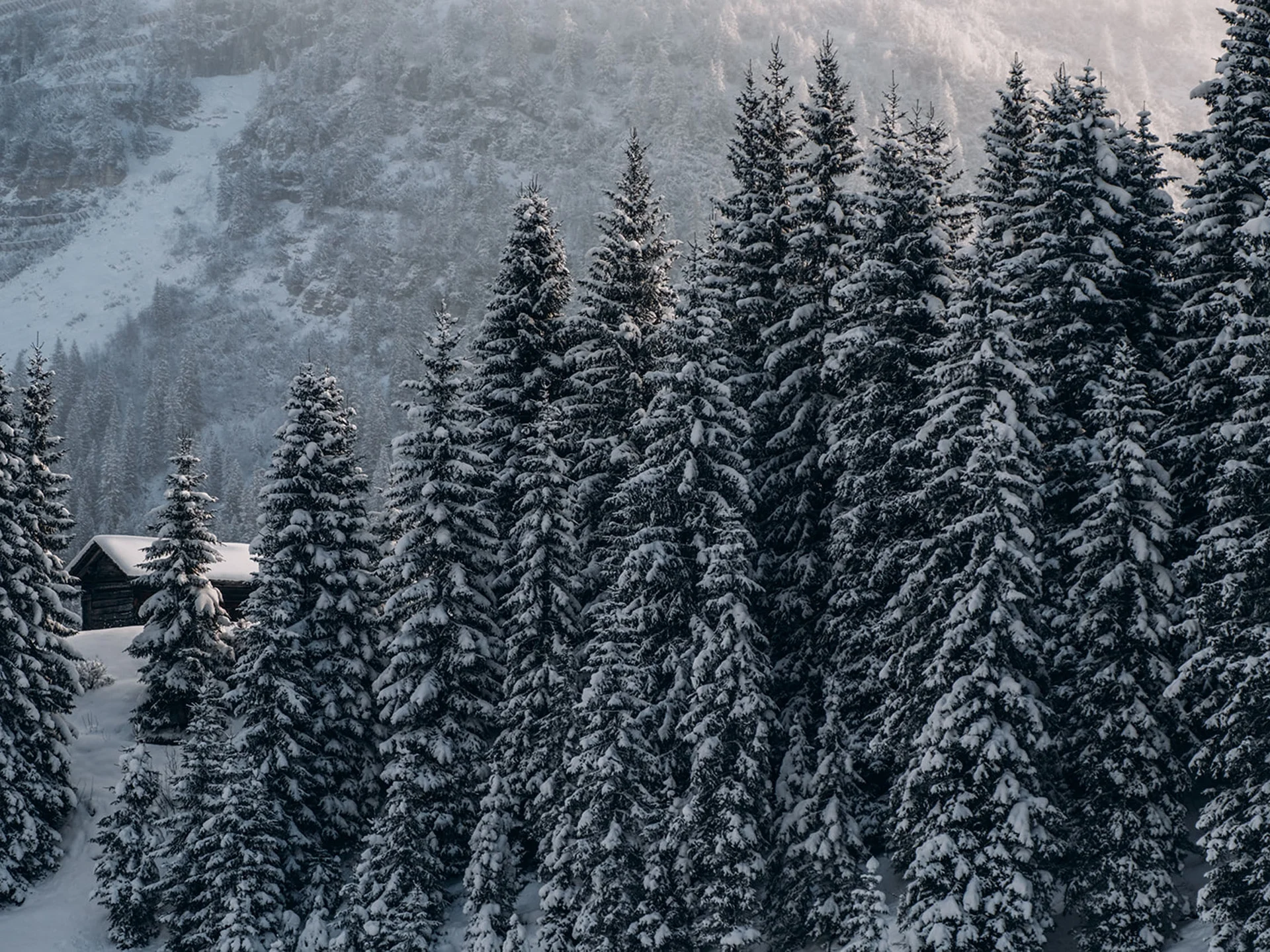 Snow-covered fir trees on a mountain with a small cabin