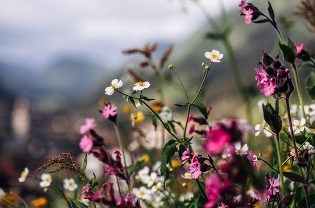 Wiesenblumen