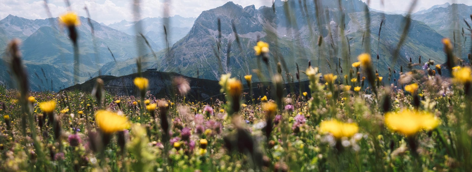 Bunte Blumenwiese mit Ausblick auf die umliegende Berglandschaft