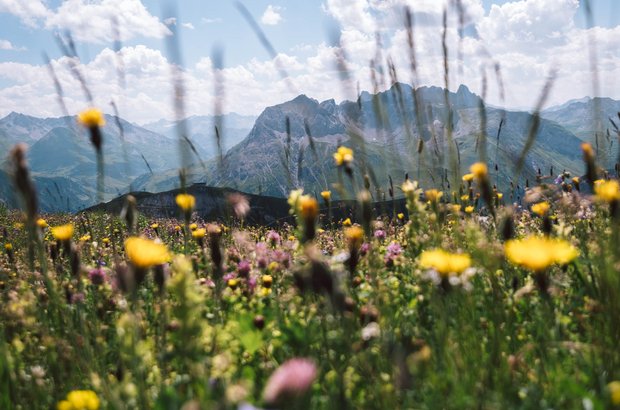 Bunte Blumenwiese mit Ausblick auf die umliegende Berglandschaft