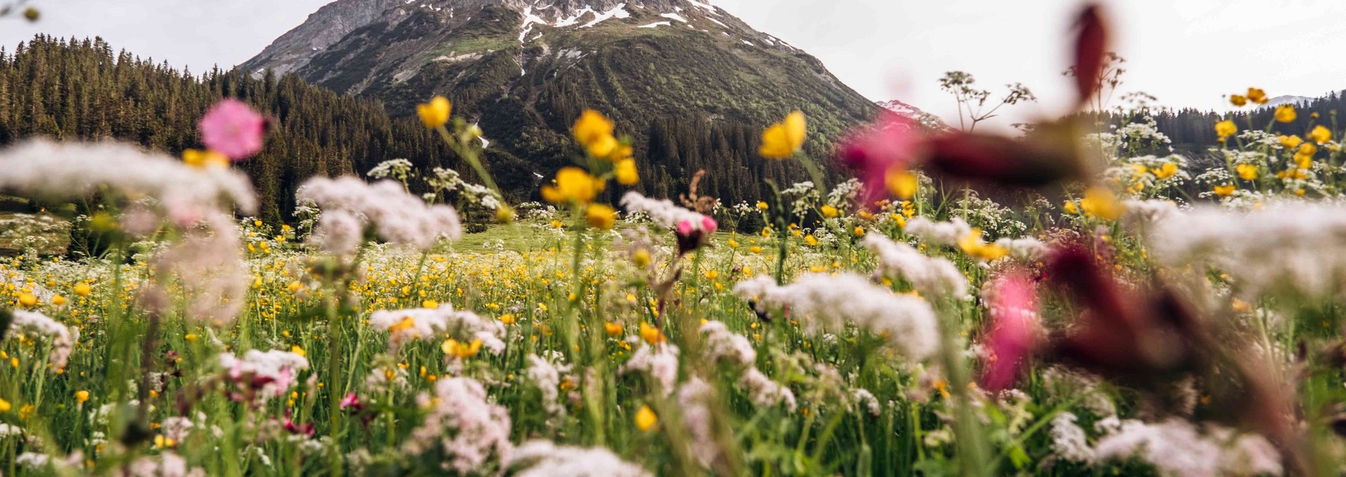 Bergwiese mit bunten Blumen