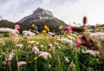 Bergwiese mit bunten Blumen