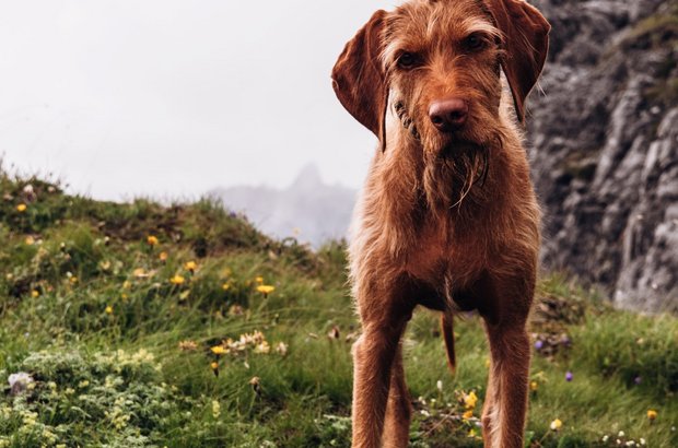 Brauner Hund steht auf grüner Wiese am Berg