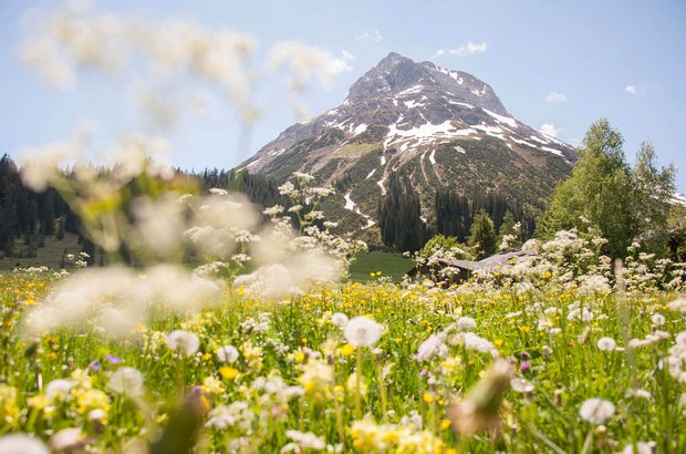 Blumenwiese vor Berg