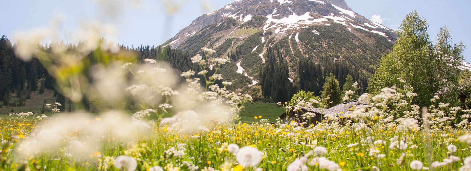 Blumenwiese vor Berg