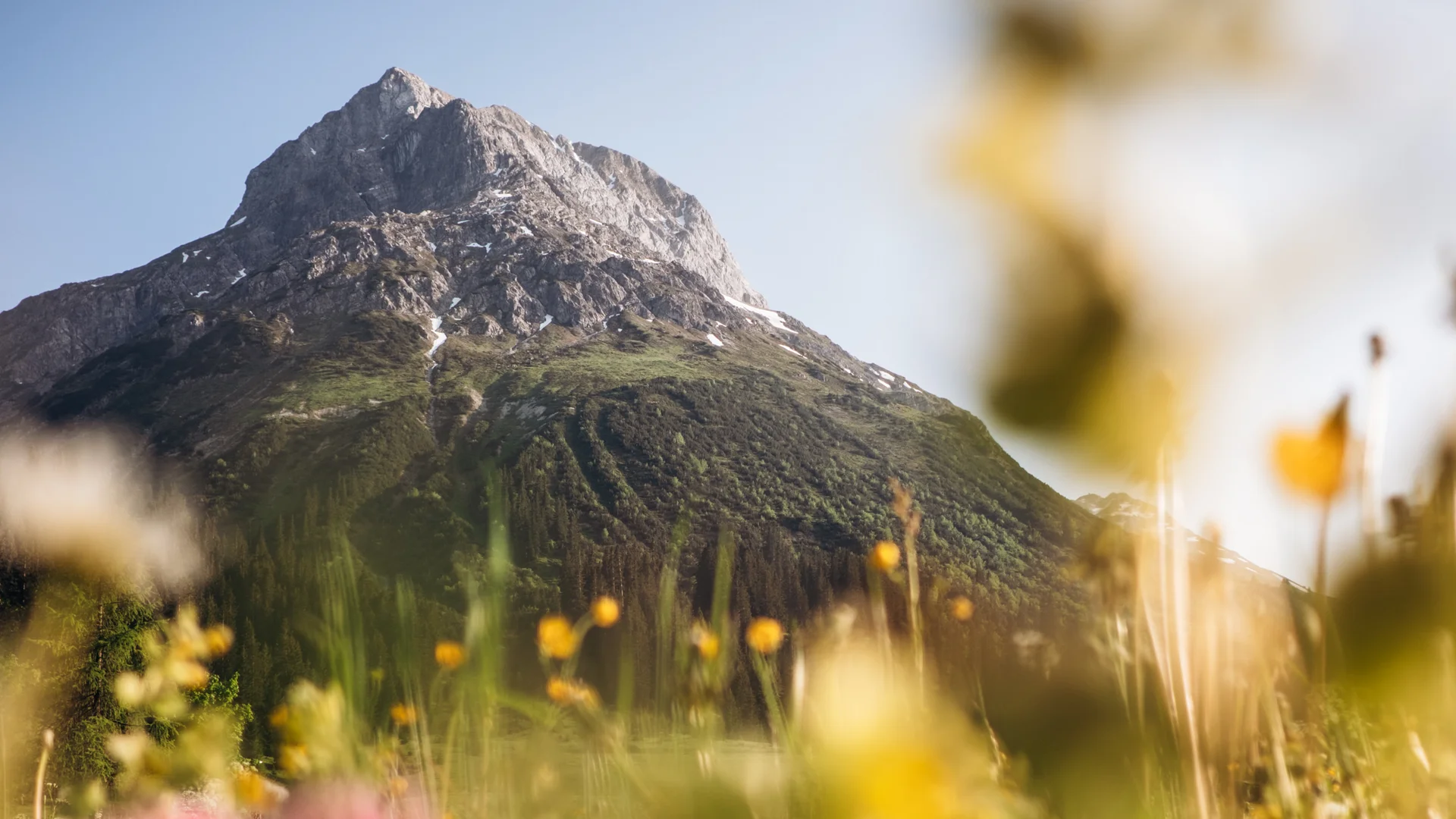 Blumenwiese, Omeshorn, Lech-Zürs