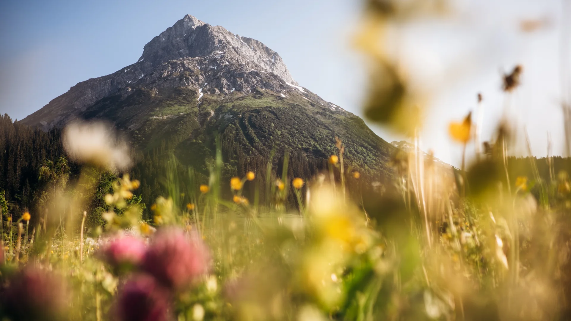 Blumenwiese, Omeshorn, Lech-Zürs