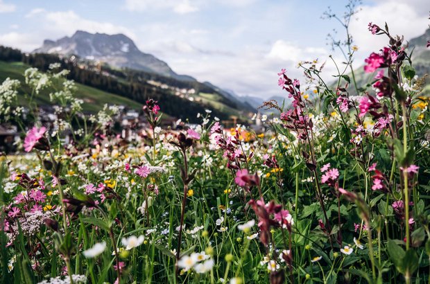Blumenwiese in Lech