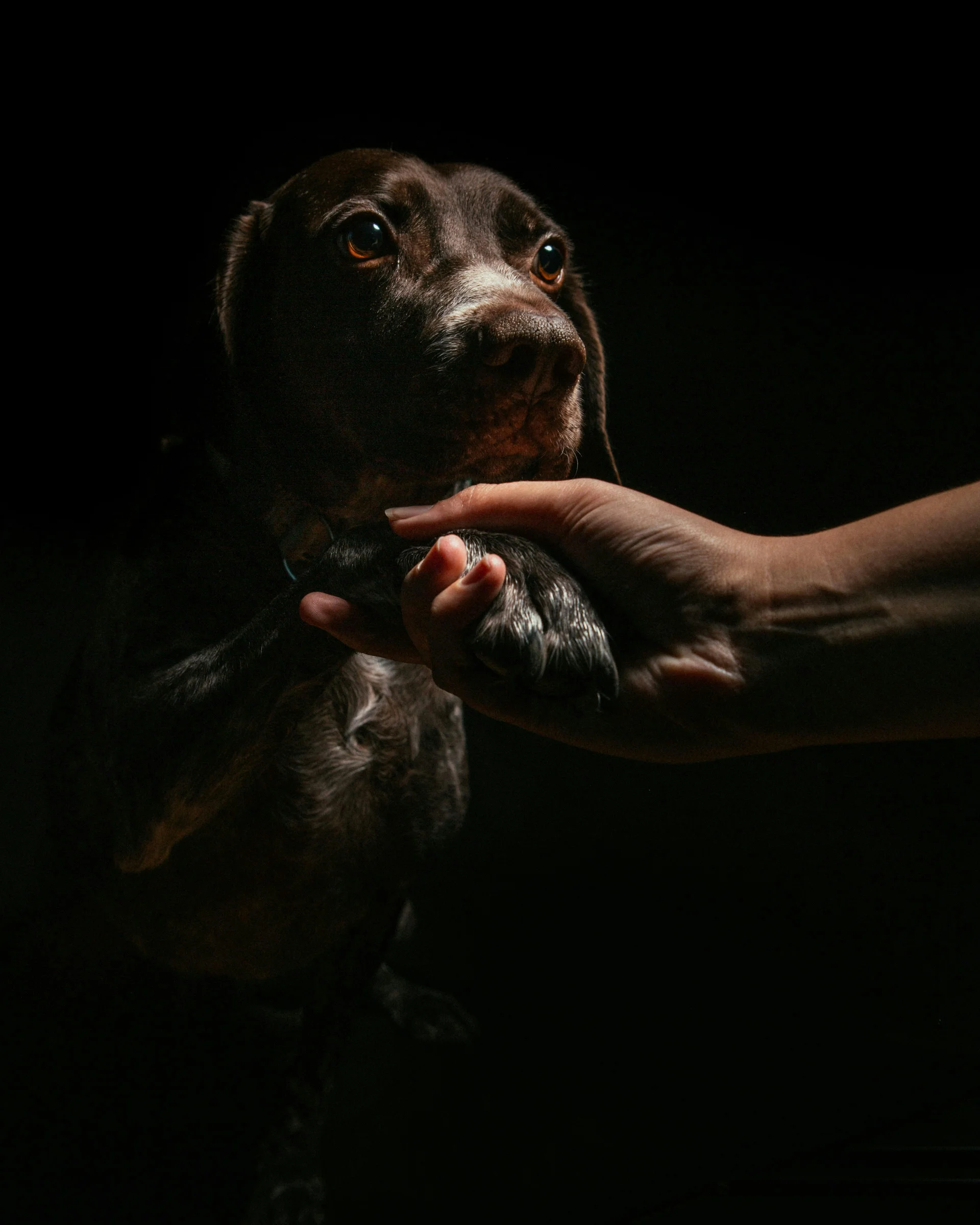 Urlaub mit Hund in Vorarlberg: Hotel Aurora