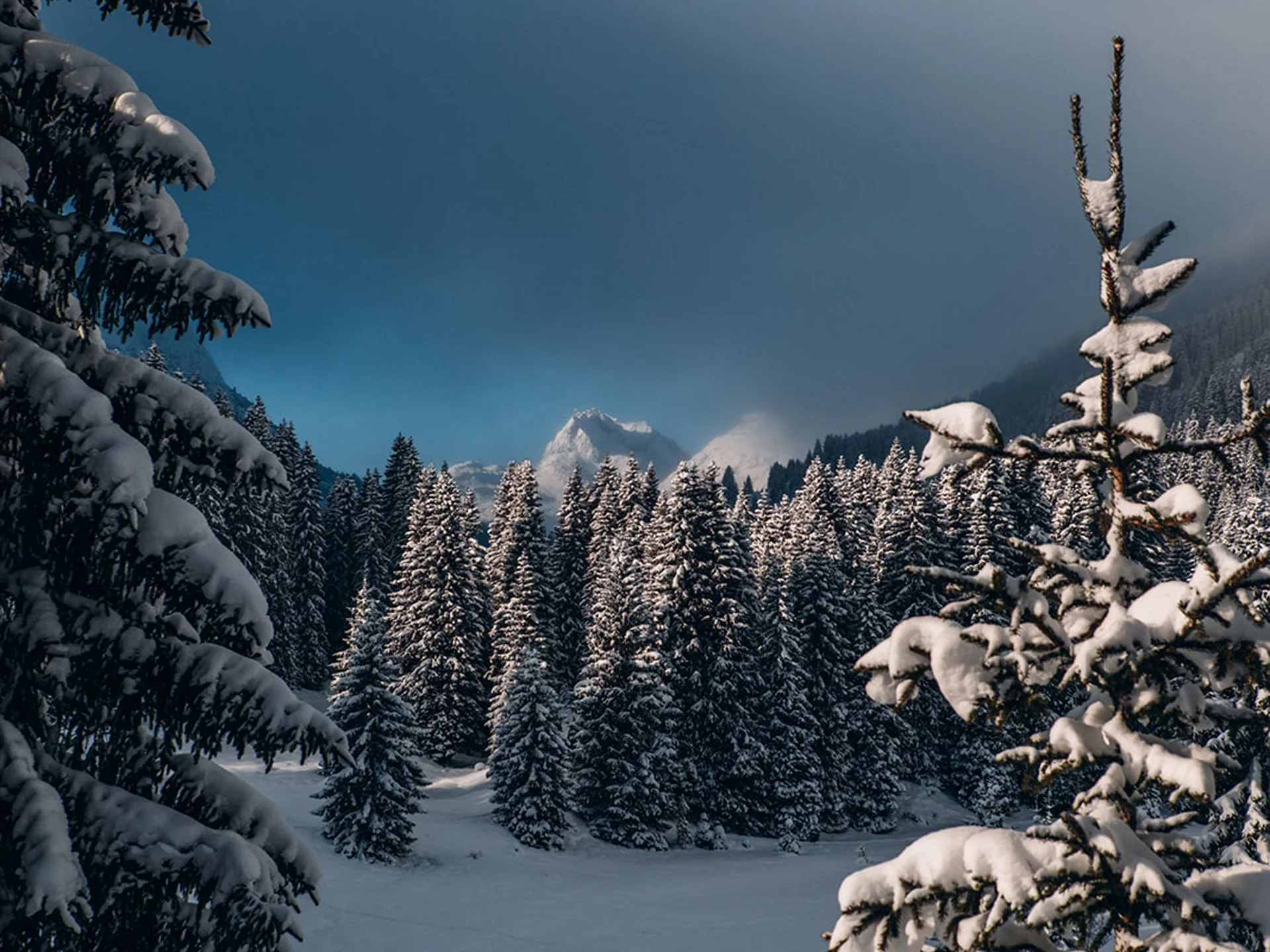 Snow-covered forest and mountains under a gloomy sky