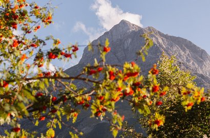 Ein Berg mit einem Strauch mit roten Früchten im Vordergrund