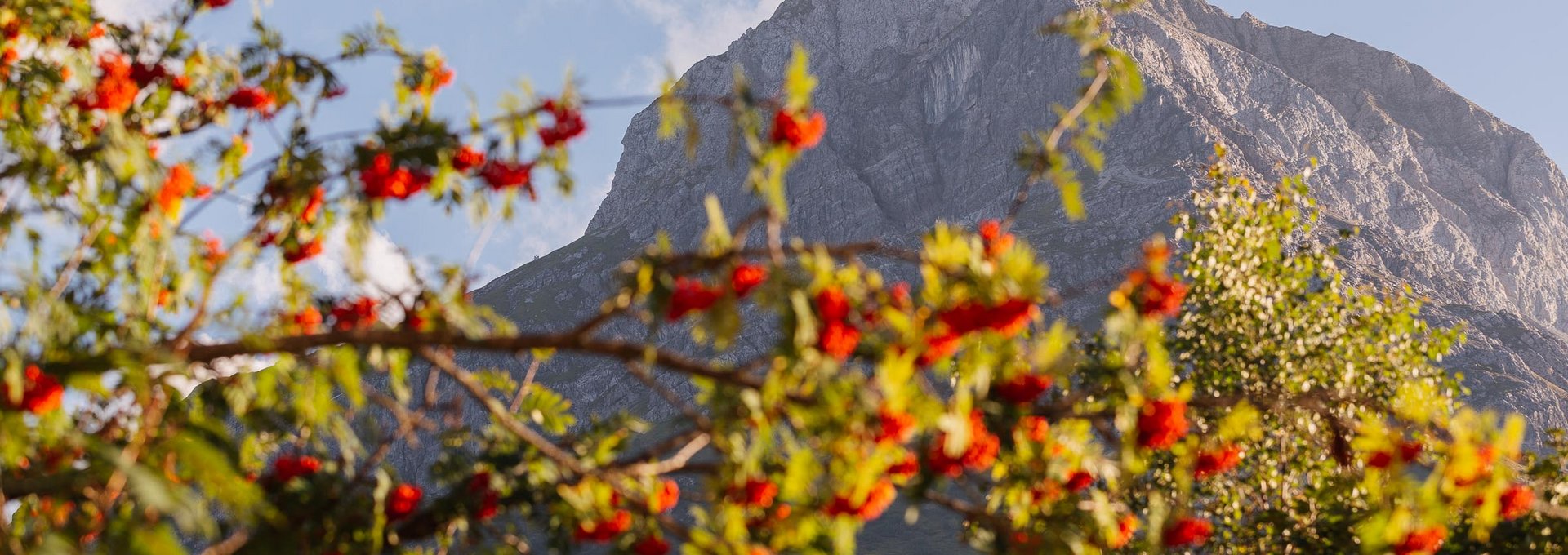 Ein Berg mit einem Strauch mit roten Früchten im Vordergrund