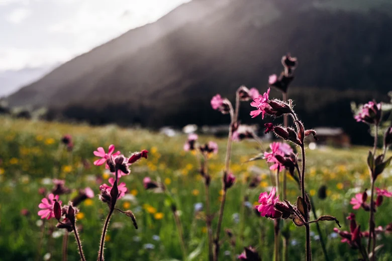 Ein Ort für Ideen mit Wirkung Abendstimmung über Sommerwiese