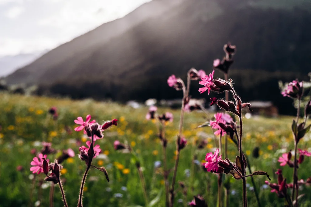 Abendstimmung über Sommerwiese