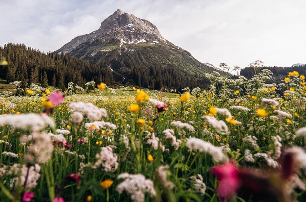 Bunte Blumenwiese mit dem imposanten Omeshorn im Hintergrund. 