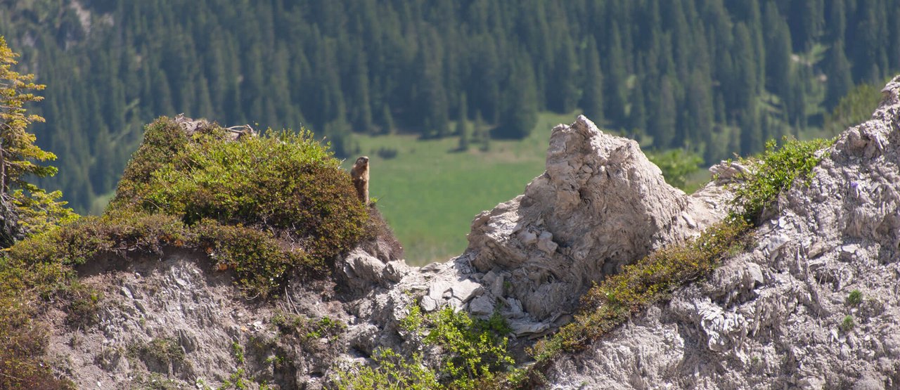 Murmeltier hinter Felsen