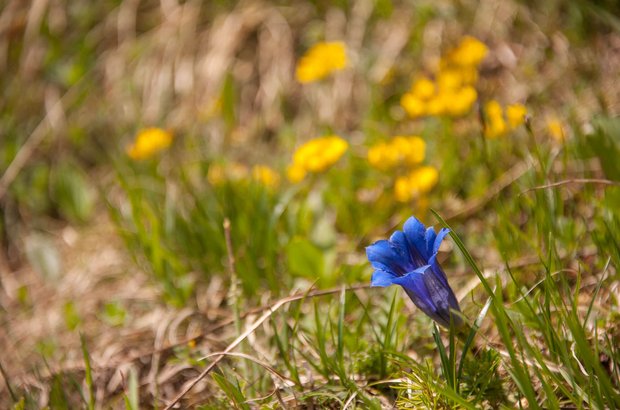 Blumenwiese am Berg