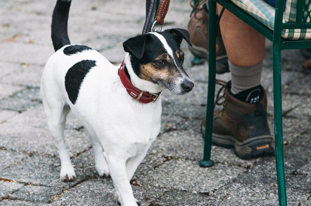 Hund an der Leine ist neben einer am Stuhl im Garten sitzenden Person