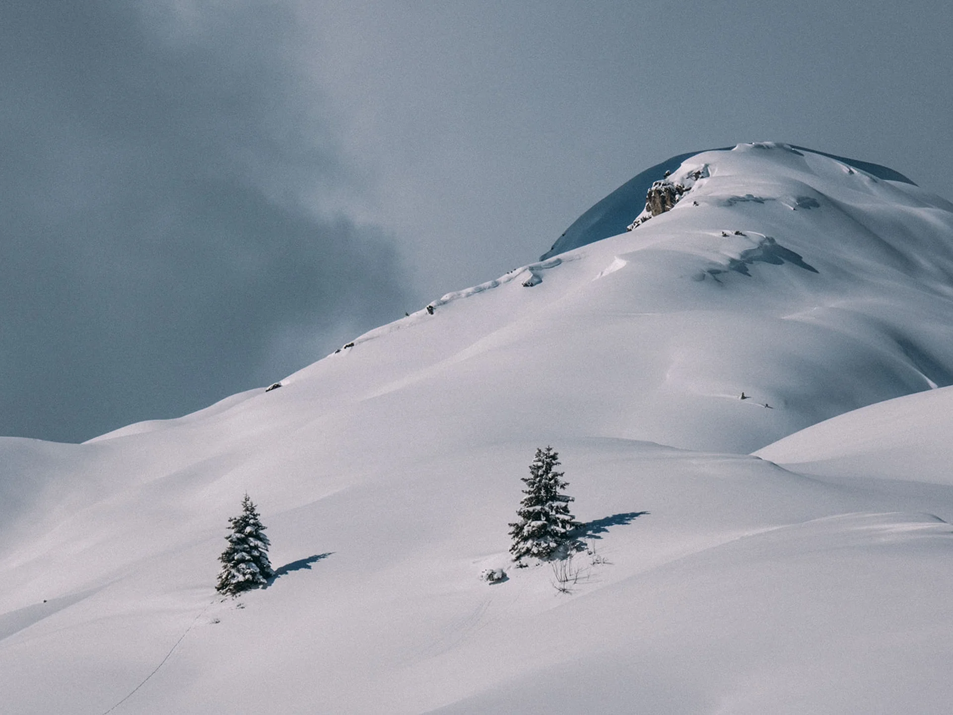 Snow-covered mountain peak with two pine trees under a gray sky