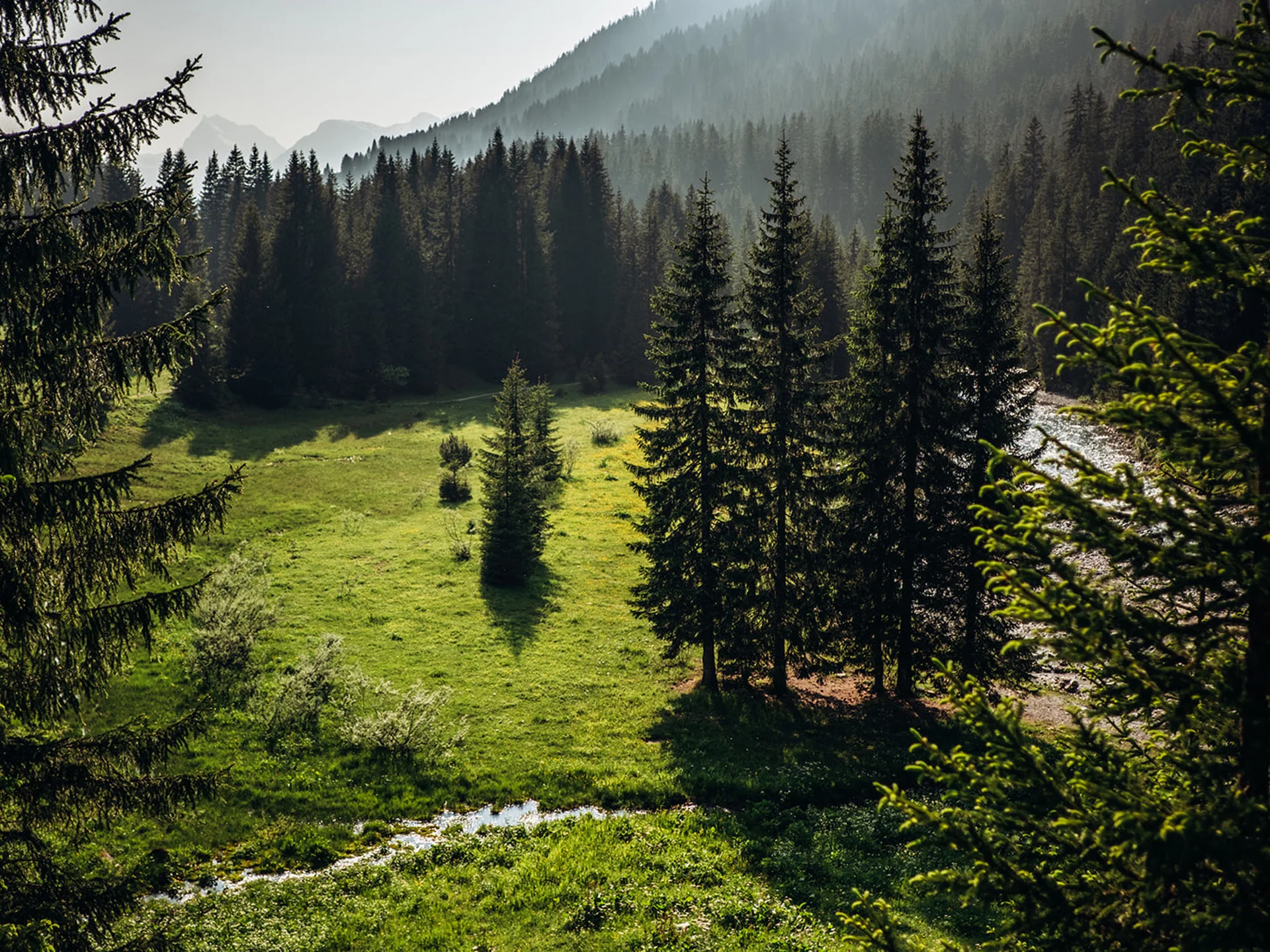 Forest with pine trees and green meadow in sunlight