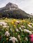 Bunte Almenwiese mit dem Ausblick auf das Omeshorn.