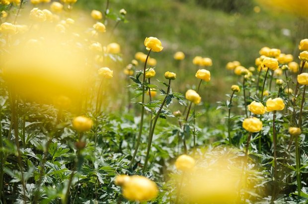 Gelbe Blumen auf der Wiese