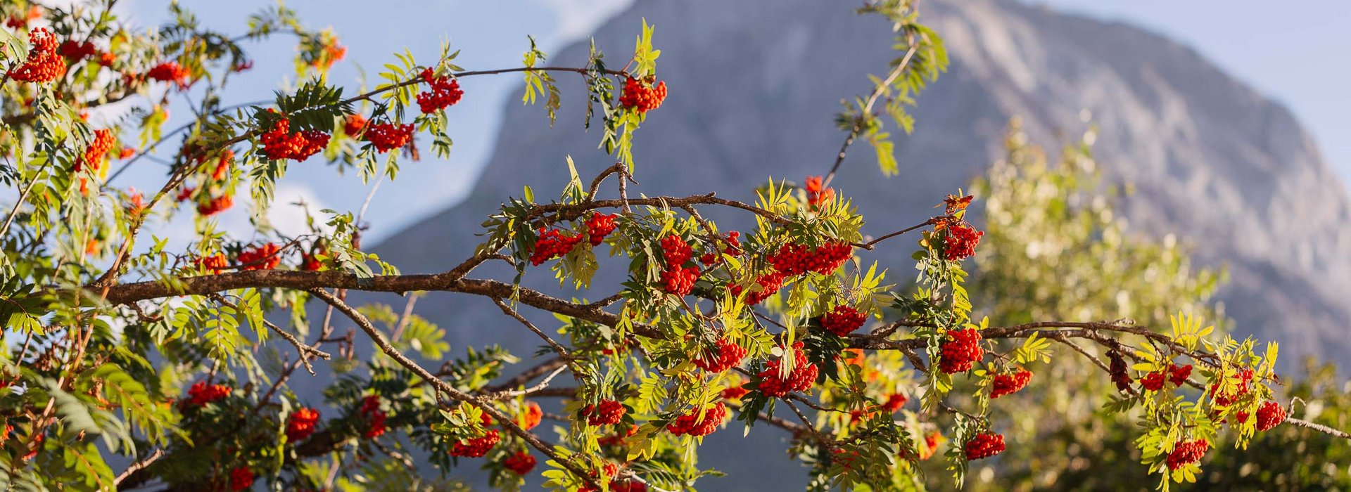 Baum mit Berg im Hintergrund