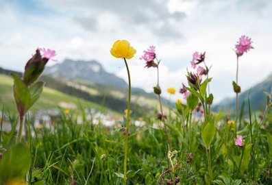 Blumen auf der Almwiesen