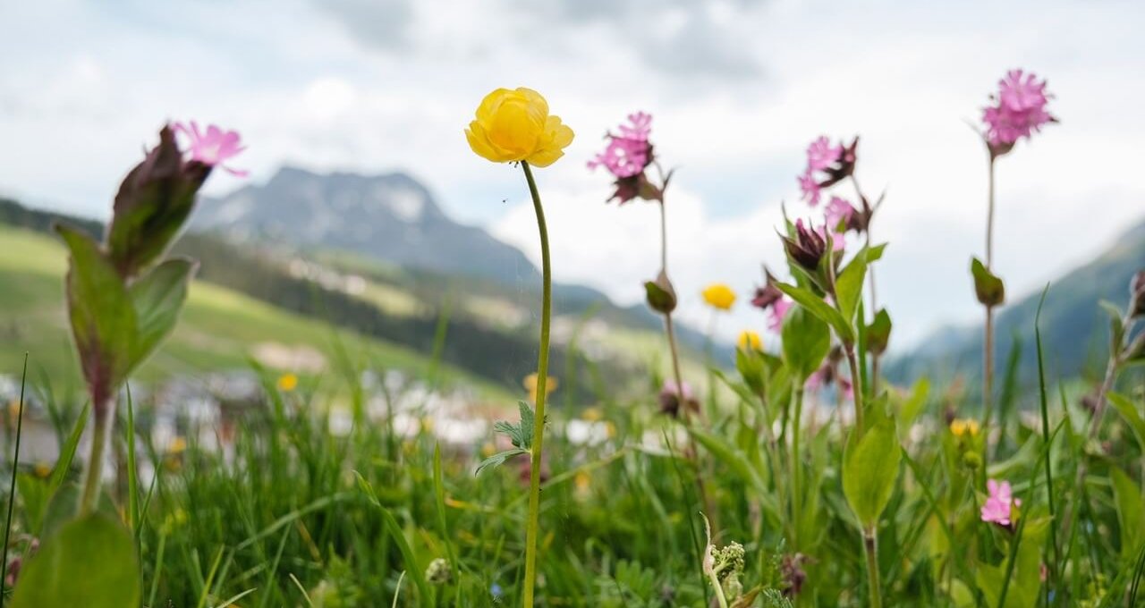 Blumen auf der Almwiesen