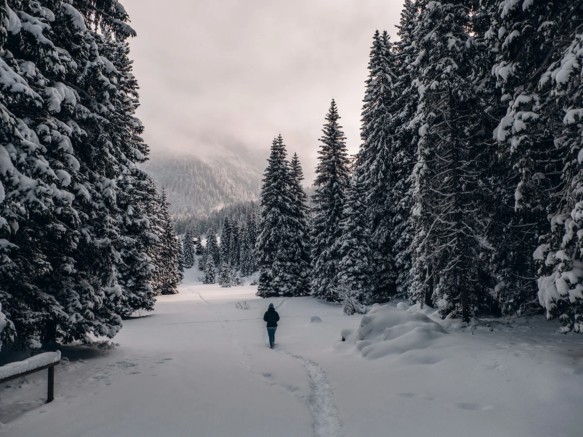 Person walking through snowy forest with tall pine trees under cloudy sky