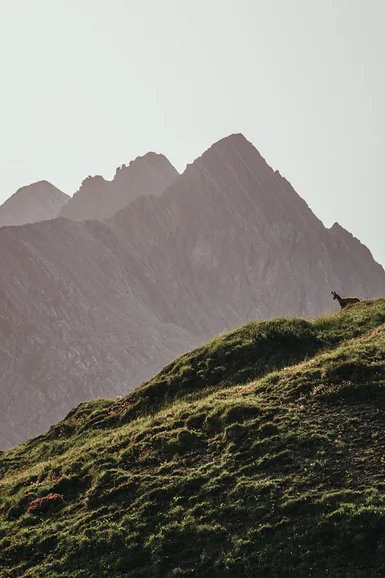 Grüner Berghang mit Ziege und markanten Berggipfeln im Hintergrund