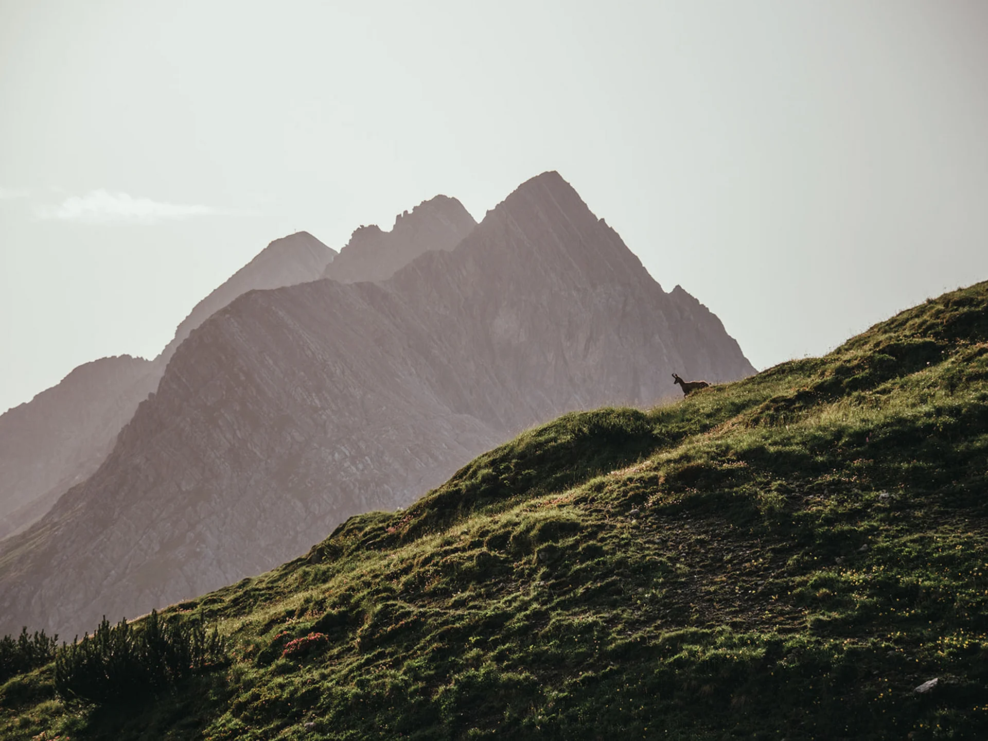Green hillside with goat and prominent mountain peaks in the background